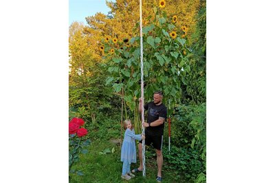 Der Initiator des Projekts, Sebastian Heinrich (34), mit seiner Tochter Merle (6) zuhause in Lößnitz. Eine seiner gesäten Sonnenblumen misst unglaubliche 3,90 Meter.
