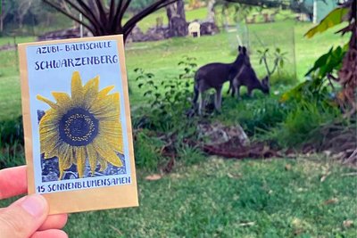 Die Tütchen mit dem Sonnenblumensamen sind sogar bis nach Manyana in die Nähe von Sydney gelangt.