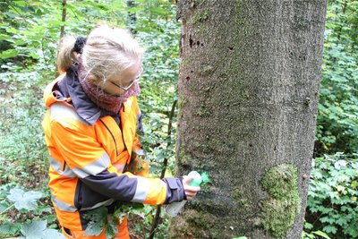 Bäume, die gefällt werden müssen, markiert Susanne Schlesiger mit Sprühfarbe.