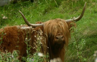 Schottische Hochlandrinder sollen künftig im Oberlungwitzer Hirschgrund leben. Da die Rasse als sehr robust gilt, können die Tiere das ganze Jahr über draußen bleiben. 