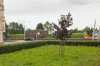 Auf dieser Grünfläche an der Ecke Rückert-/Pausaer Straße sollen nun noch andere Klimabäume gepflanzt werden.