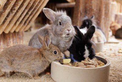 Hasennachwuchs im Tiergehege am Pöhlberg.