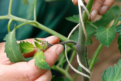 Geiztriebe wachsen in den Blattachseln am Haupttrieb. Sie sollten regelmäßig und möglichst frühzeitig entfernt werden.