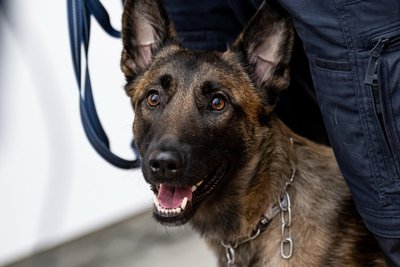 Hundeführerschein? 68 Prozent der Deutschen wollen das, sagt die Tierrechtsorganisation Peta.