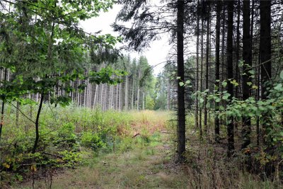 Die Schäden im Zellwald waren immens. Der Waldumbau findet aber schon viel länger statt als die Stürme wüteten.