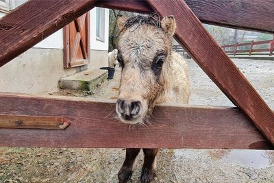 Die kleine Tilda im Zoo der Minis. Als Shetlandpony macht ihr Kälte zwar nichts aus, aber im Regen zu stehen, findet auch sie mies. 