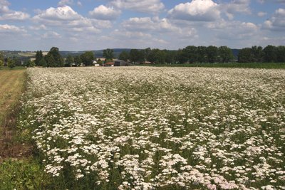 Diese Bilder von blühender Schafgarbe wird es im Oberen Vogtland nicht mehr geben.