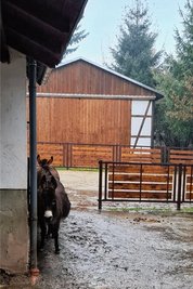 Bei Regen suchen die Esel unter dem vorstehenden Dach Schutz.