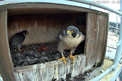 Die Wanderfalken hatten sich am Nistkasten auf dem Schornstein der Nickelhütte im Frühjahr wieder eingefunden und drei Eier gelegt. Doch das Brutgeschäft war nicht erfolgreich.