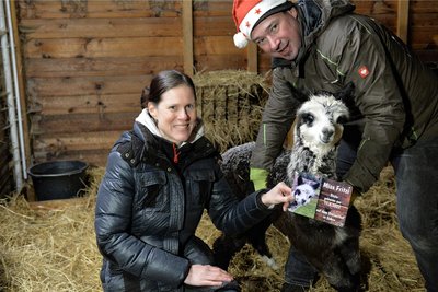 Claudia Scharff und Stefan Graf tauften am späten Nachmittag die jüngste Alpakastute im Beisein vieler Besucher auf den Namen Miss Fritzi.