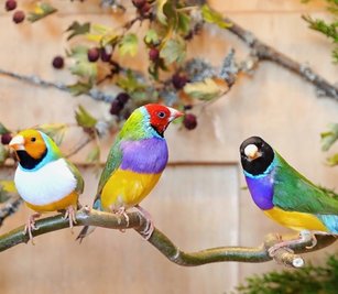 Zur Großen Vogelschau und zur Sächsischen Landesmeisterschaft wurde in die Stadthalle Oelsnitz eingeladen. Nicht nur zur Bewertung, sondern auchzur Bereicherung der Schau zeigte der Oelsnitzer Andre Müller verschiedene Amadinen. 
