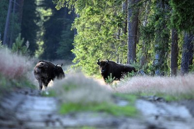 Im Białowieża-Urwald leben rund 500 Wisente. Foto: artellliii72/pixabay.com