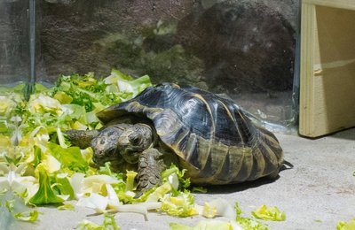 Die zweiköpfige Schildkröte Janus im Naturhistorischen Museum Genf