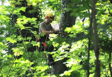 Klettern im Efeu: Heiko Stockburger, Mitarbeiter einer Forstfirma, erklimmt im Meeraner Stadtpark einen Baum, um ein Stahlseil zu befestigen. Anschließend zieht ein Schlepper das Seil straff. Mit der Kettensäge wird der Fällschnitt angesetzt, damit der Baum in die gewünschte Richtung fällt.