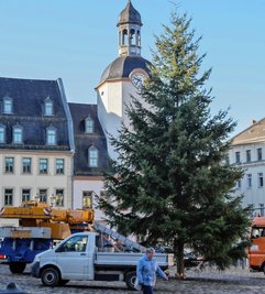 Am Dienstagmorgen gegen 9 Uhr stand der diesjährige Weihnachtsbaum auf dem Glauchauer Markt.