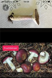 Falsch: Der giftige Stachelbeertäubling (oben) wurde nicht erkannt.