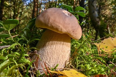 Vereinzelt haben Pilzberater im Erzgebirge Steinpilze gefunden. Die Art gilt als hervorragender Speisepilz.
