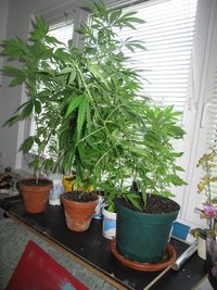 In der Wohnung an der Mozartstraße fanden die Polizisten zwölf Cannabispflanzen.