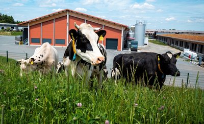 Das Hofgut Eichigt wurde in den vergangenen Jahren zum Biobetrieb umgebaut. Lag der Fokus zunächst auf dem Tierwohl, so wurde jetzt ein Millionenbetrag in eine Molkerei auf dem Hof investiert.