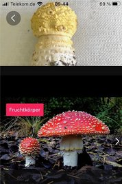 Falsch: Statt des Braunen (oben) erkennt die App den Roten Fliegenpilz.