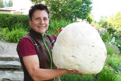 Es gibt auch Ausnahmen: Diesen Riesenbovist fand Anett Walther Anfang Juni beim Spaziergang durch ihren Heimatort Börnichen nahe der Dorfkirche.