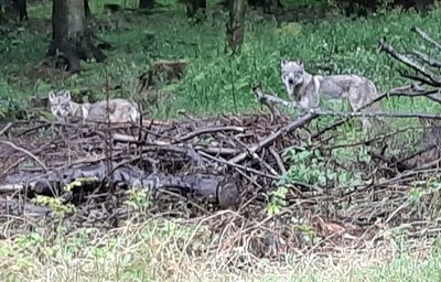 Fast fünf Minuten beobachteten die zwei Wolfshunde am Dienstagvormittag Sandra und Marleen Schramm aus nur kurzer Distanz. 