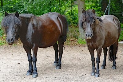 Das Pony Betti (r.) ist seit zwei Jahren im Tiergehege.