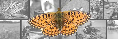 Kann der Flügelschlag eines Schmetterlings einen Orkan am anderen Ende der Welt auslösen? Bei der Frage um den Zusammenhang zwischen Zufall und Komplexität ziehen manche Philosophen den sogenannten Schmetterlingseffekt heran.