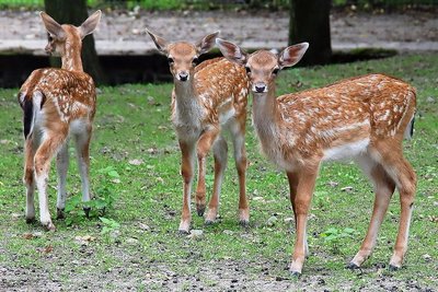 Im Damgehege wurden vor kurzem drei Kälber geboren.