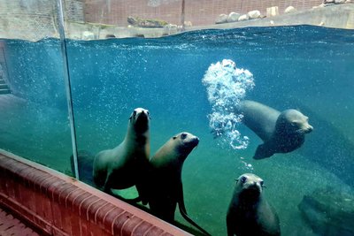 Die Seelöwen sollen im kommenden Jahr ins „Feuerland“ umziehen - eine neue spektakuläre Unterwasserweltanlage, in die der Zoo Leipzig Millionen Euro investiert.