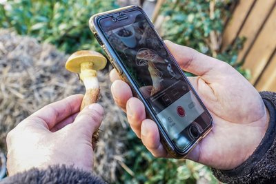Einfach fotografieren und Sekunden später gib's Infos zum Goldröhrling.