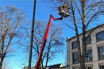 Mitarbeiter des städtischen Bauhofs schneiden in etwa neun Metern Höhe Totholz aus den Bäumen an der Goethestraße in Zschopau. 