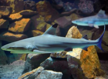 
              <p class="artikelinhalt">Über 500 Fische - unter anderem diese Schwarzspitzen-Riffhaie - und Korallen aus allen Riffregionen der Welt gehören zu den Bewohnern des neuen Meeresaquariums am Fichtelberg. Eine Krokodilanlage und 38 Terrarien komplettieren die neue Touristenattraktion in Deutschlands höchstgelegener Stadt. Foto: Wolfgang Thieme</p>
            