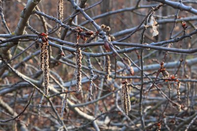 Die Blüten der Espe sehen unscheinbar aus. Ihr großer Auftritt kommt in ein paar Wochen.