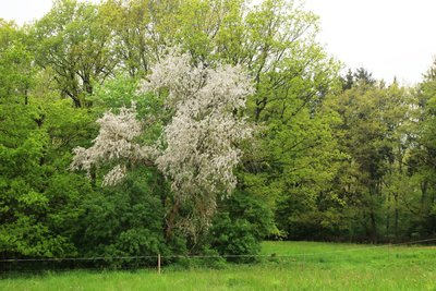 Es sind nicht die Blüten der Espe, die sich weiß abheben, sondern reife Samenstände.