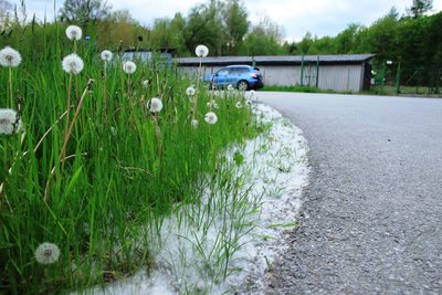 Trägt der Wind den Pappelschnee davon, sieht es tatsächlich aus, als ob es geschneit hat.