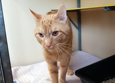Nach seiner 120 Kilometer langen Reise unter der Motohaube eines Autos wurde der Kater zunächst in einem Tierheim aufgenommen.