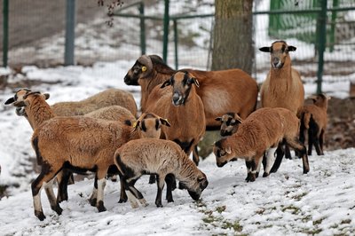 Kamerunschafe im Tiergehege in Glauchau.