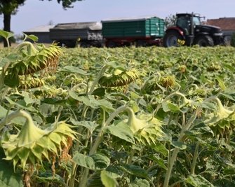 Mittlerweile lassen viele Sonnenblumen die Köpfe hängen. 