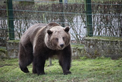 Bei dem milden Wetter schnuppert eine der Braunbärinnen bereits wieder Frühlingsluft.