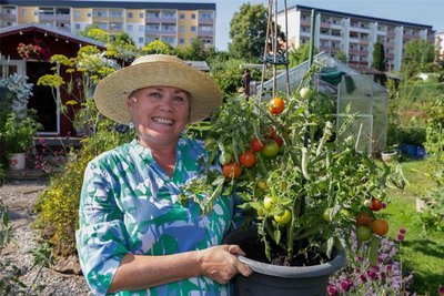 Die ersten Tomaten werden bei Swetlana Hüttner in Hohenstein-Ernstthal bereits rot.