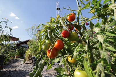Sonne ist gut für Tomaten. Zuviel davon kann die Früchte aber auch schädigen. Blattwerk ist daher auch ein Schutz für die Früchte.