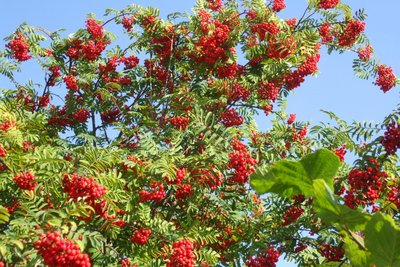 Ein Vogelbeerbaum in voller Pracht.