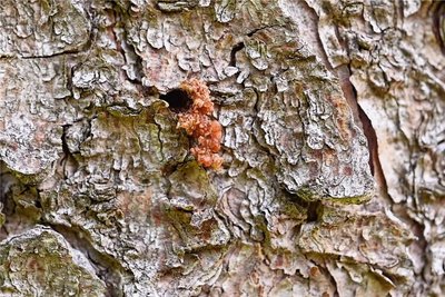 Bohrloch eines Borkenkäfers in der Rinde einer Fichte. Foto: Kristian Hahn