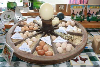 Eier von Hühnern, Enten und Gänsen verschiedener Rassen vom Tierzuchtverein Langenhessen.