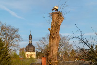 Seit Montagmittag sind beide Störche wieder in Taltitz und bauen gemeinsam an ihrem Nest. Foto: