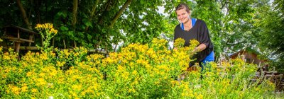 Im 60 Quadratmeter großen Kräutergarten von Lissy Schön suchen sich die Pflanzen selbst ihren geeigneten Standort. Auch wenn dieser Sommer nicht nur vier Wochen in Verzug und viel zu feucht ist, gedeiht Johanniskraut besonders gut. Das Öl der Pflanze soll kleine Wunden schneller verheilen lassen, schafft Linderung bei Verstauchungen, Prellungen und leichten Verbrennungen.