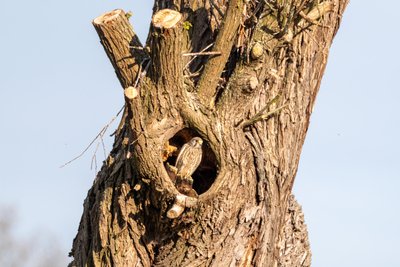 Oben brüten die Störche, unten nisten die Turmfalken.