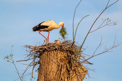 Nestbau ist in Taltitz angesagt.