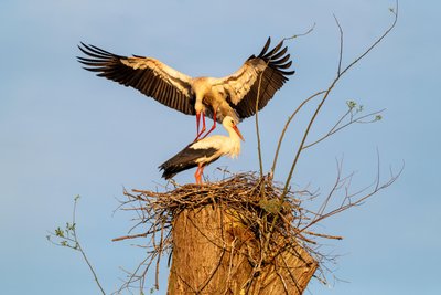 Nachdem die Tiere erst verschwunden waren, sind sie seit Montag wieder in Taltitz - in trauter Eintracht.